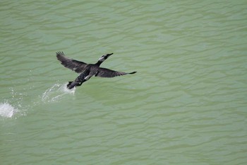 Great Cormorant Hayatogawa Forest Road Mon, 3/15/2021