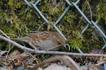 Japanese Accentor Hayatogawa Forest Road Mon, 3/15/2021