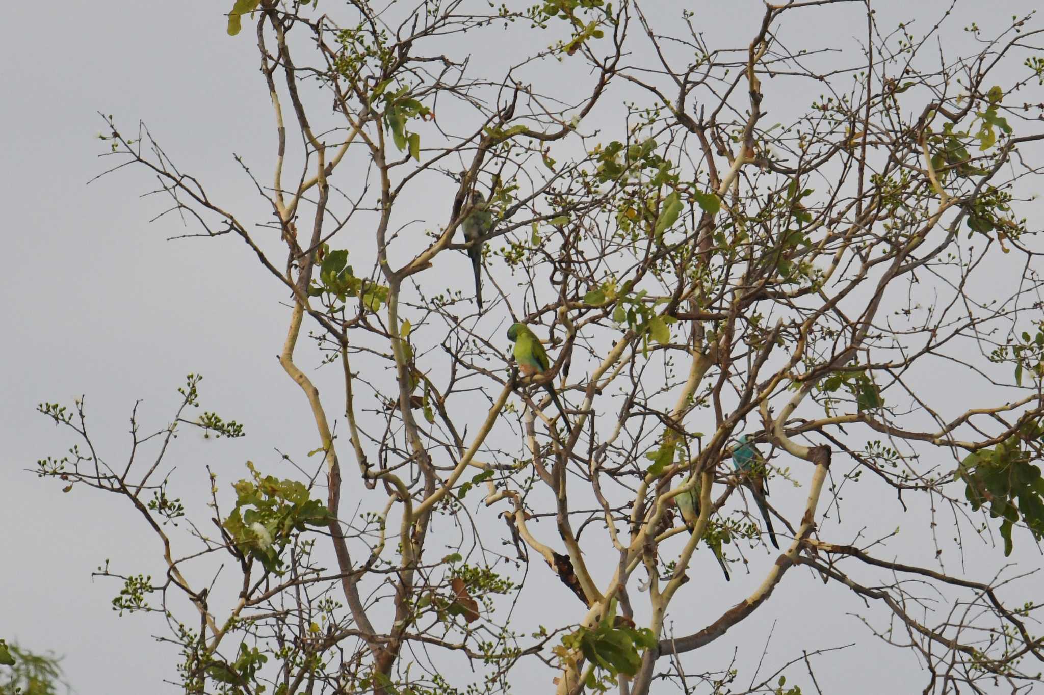 Golden-shouldered Parrot