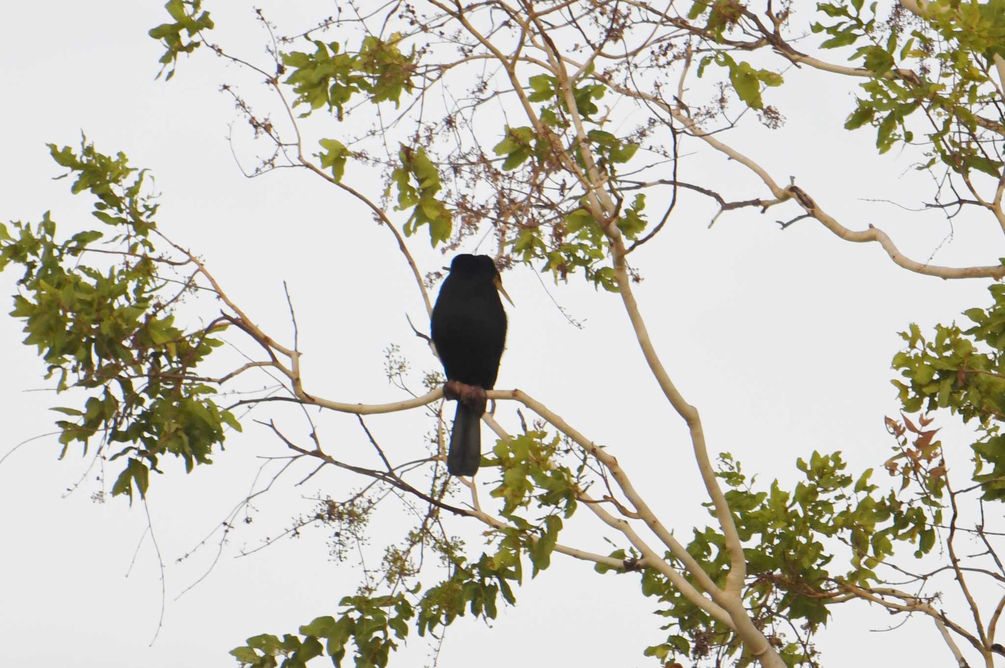 Australasian Darter