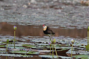 Comb-crested Jacana オーストラリア Sat, 10/19/2019