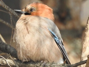 Thu, 3/11/2021 Birding report at 十勝地方 帯広川  国見山