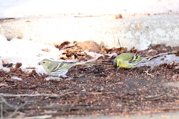 Eurasian Siskin 十勝地方 帯広川  国見山 Thu, 3/11/2021