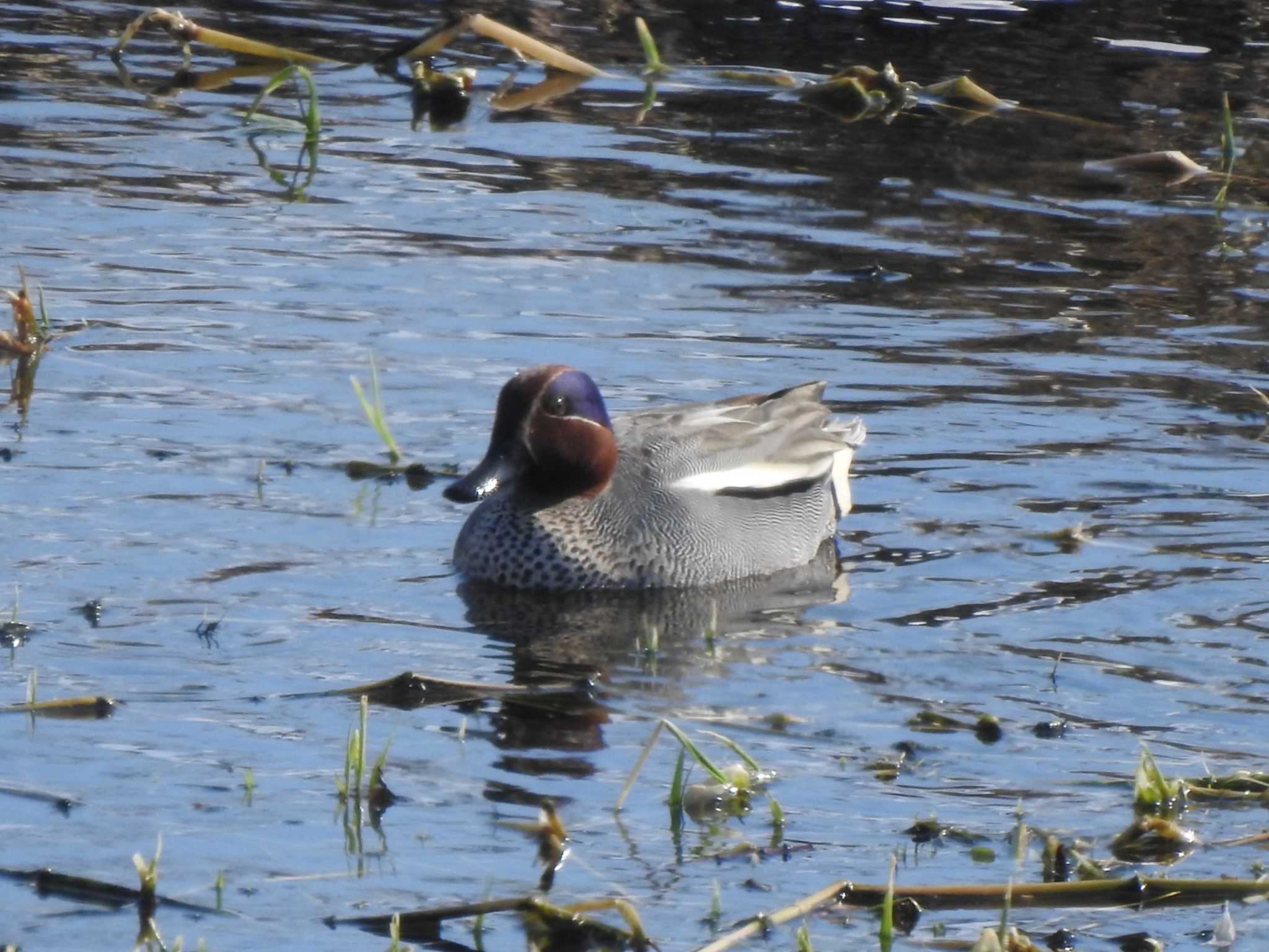 Photo of Eurasian Teal at 十勝地方 帯広川  国見山 by ノビタキ王国の住民 