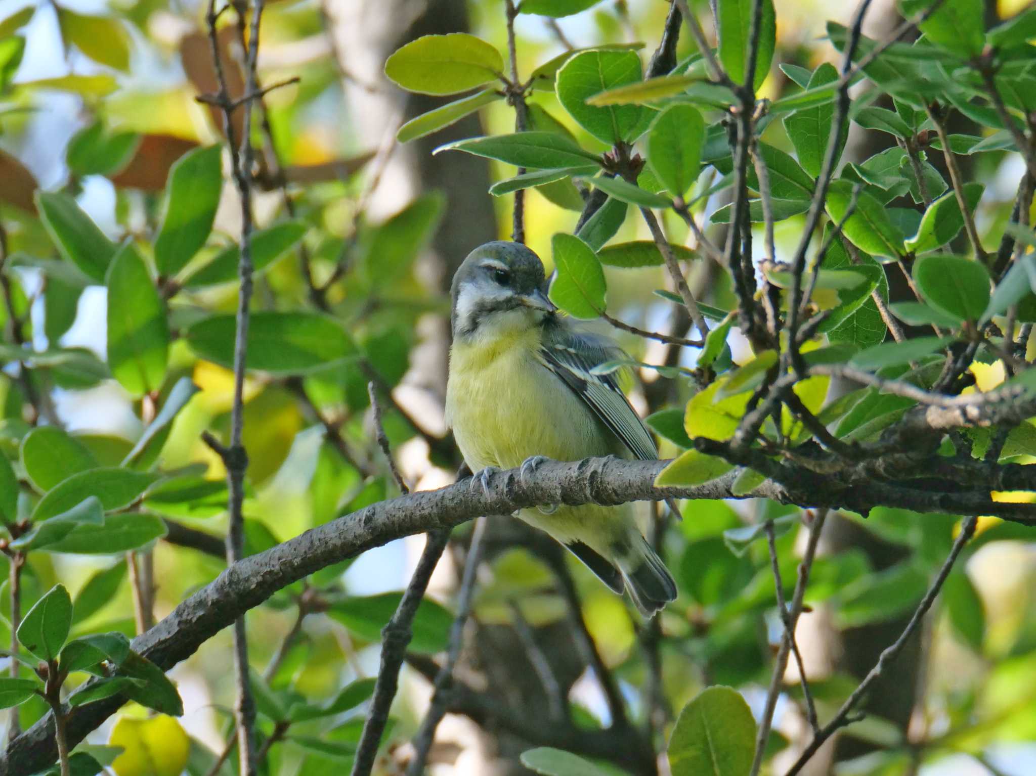 Yellow-bellied Tit