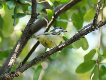 Sun, 3/14/2021 Birding report at 浜寺公園