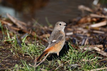 Sun, 3/14/2021 Birding report at Kitamoto Nature Observation Park