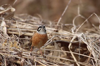 ホオジロ 守谷野鳥のみち 2021年3月6日(土)