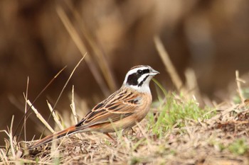 ホオジロ 守谷野鳥のみち 2021年3月6日(土)