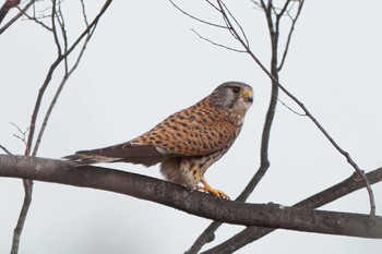 チョウゲンボウ 東京都 2019年3月22日(金)