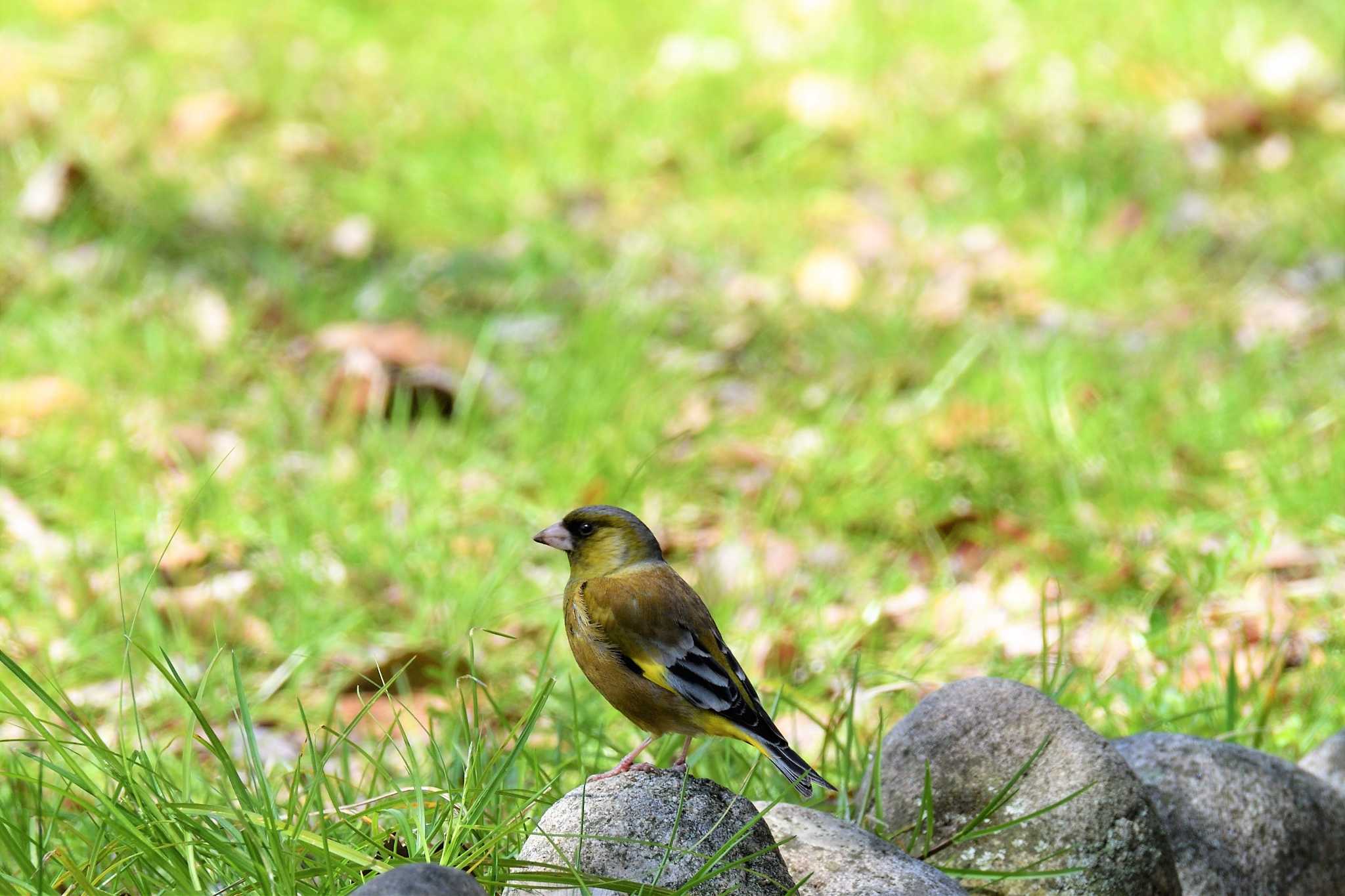 大阪府 カワラヒワの写真 by 元気くんの探鳥