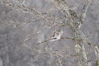 Ural Owl Unknown Spots Fri, 1/1/2021