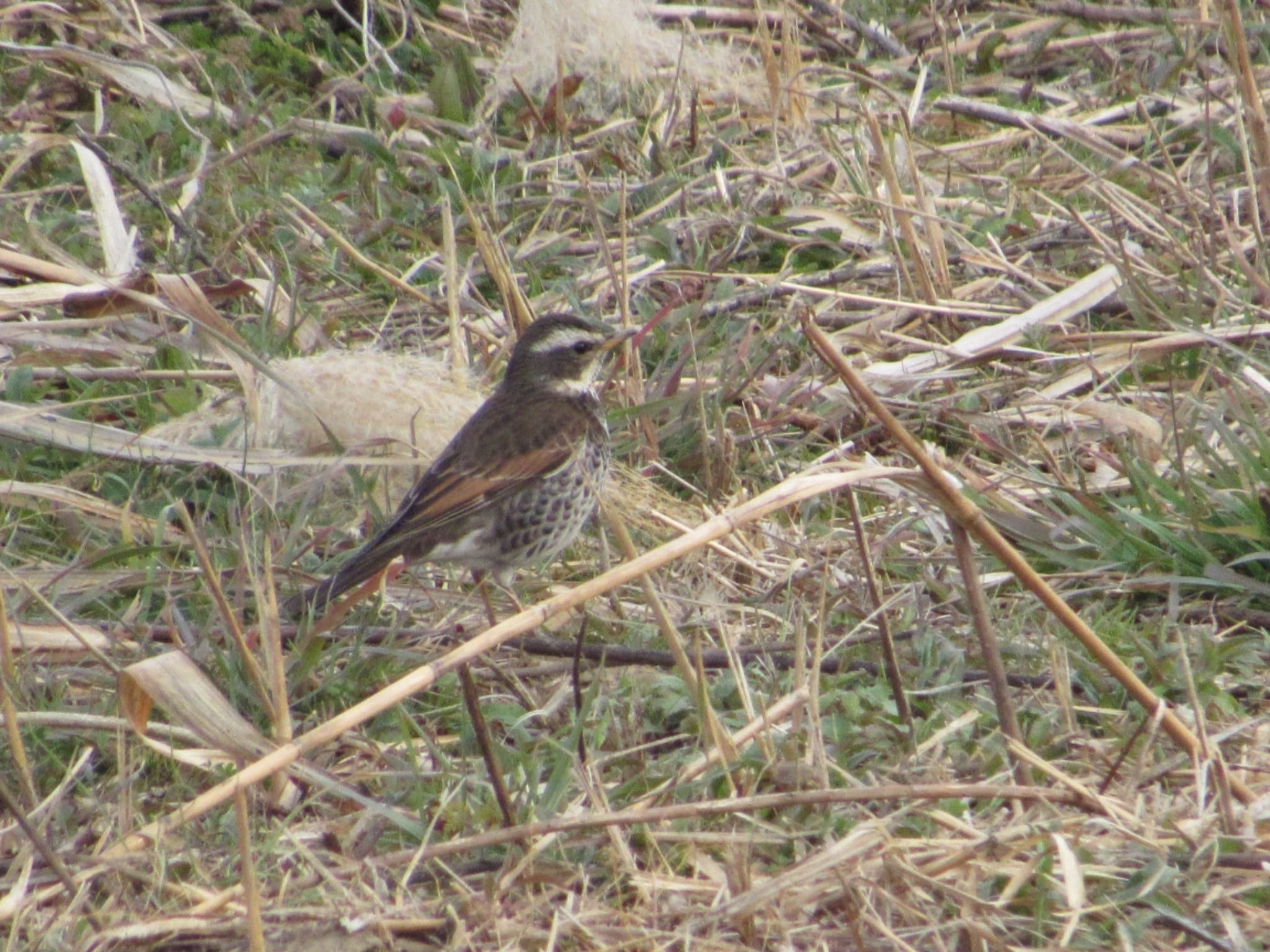 Photo of Dusky Thrush at 丹波市 by 田んぼのいわし