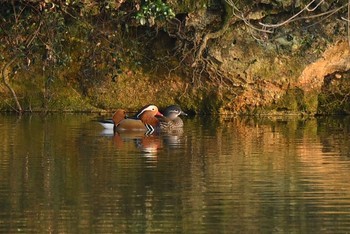 Mandarin Duck Unknown Spots Mon, 3/15/2021