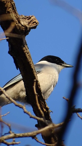 2021年3月15日(月) 多摩川の野鳥観察記録