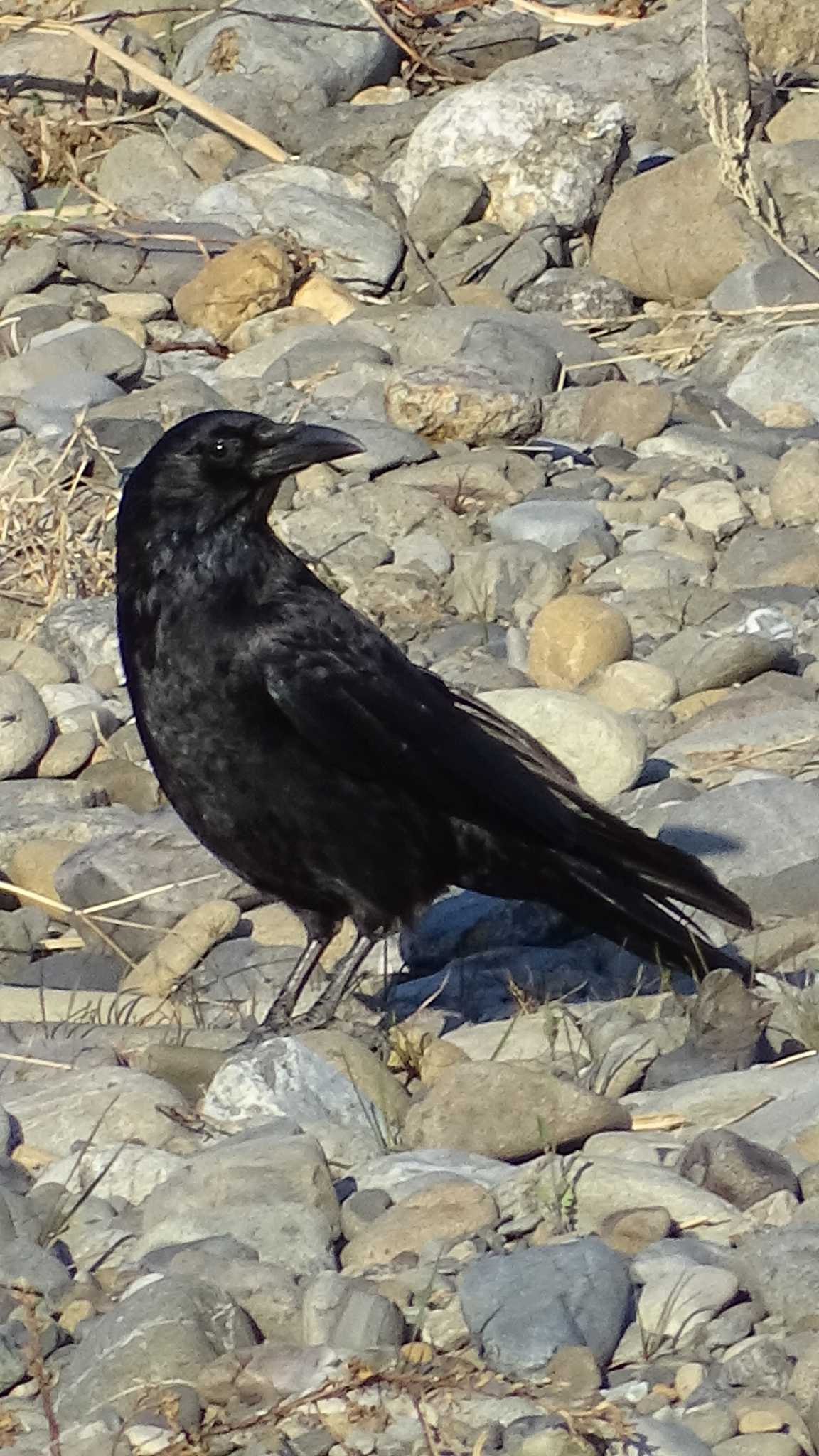 Carrion Crow