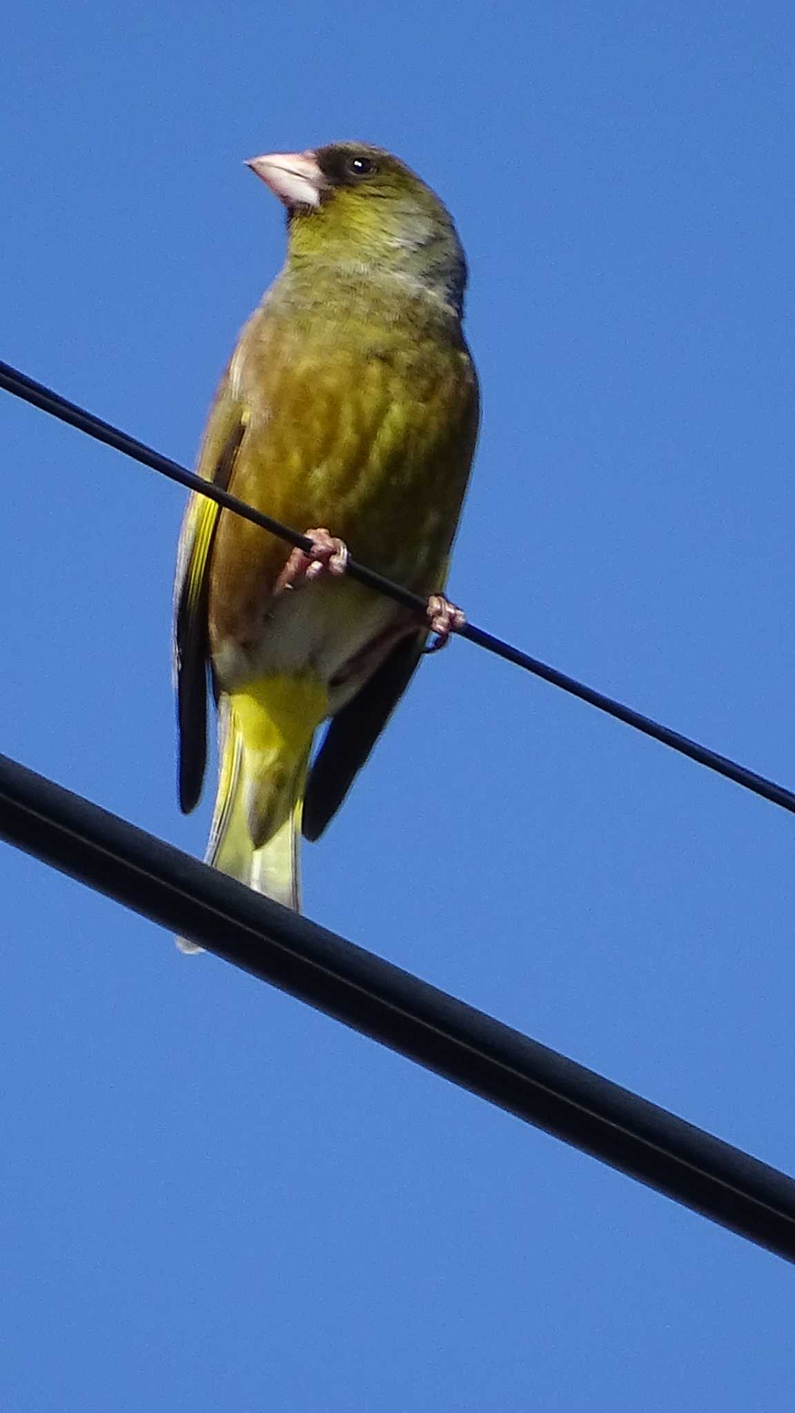 Grey-capped Greenfinch