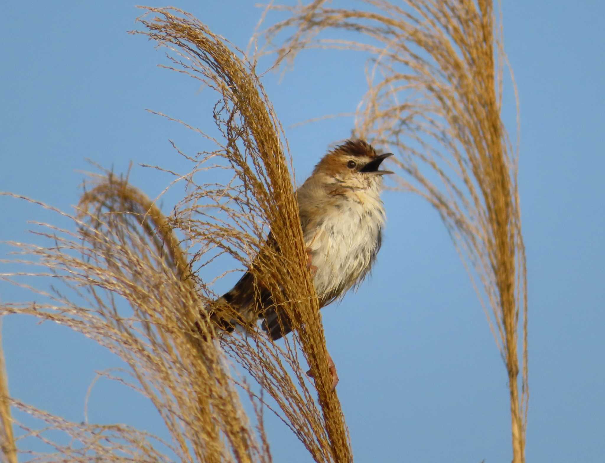 Photo of Zitting Cisticola at Hijiotaki by ゆ