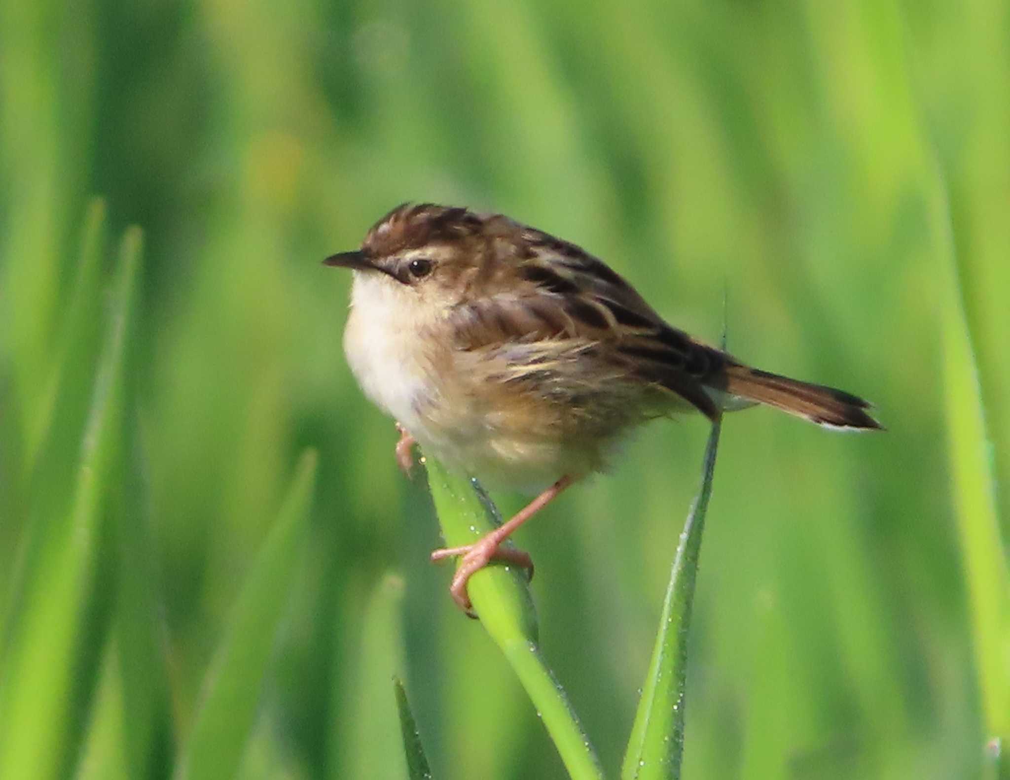 Photo of Zitting Cisticola at Hijiotaki by ゆ