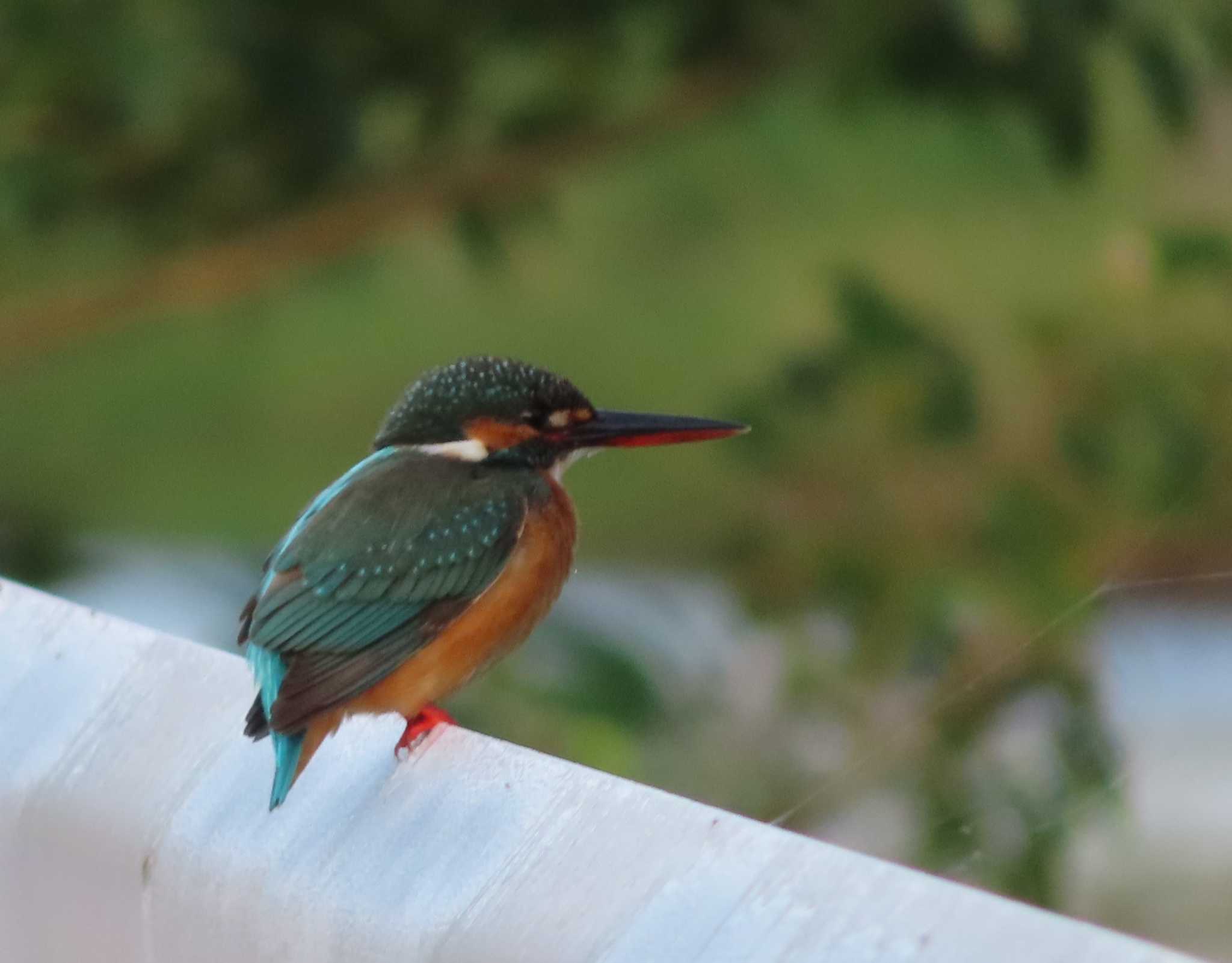 Photo of Common Kingfisher at Hijiotaki by ゆ