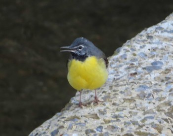 Grey Wagtail Hijiotaki Mon, 3/15/2021