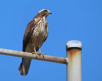 Eastern Buzzard Hijiotaki Mon, 3/15/2021