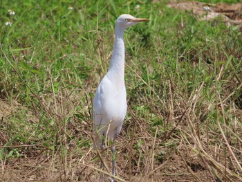 Eastern Cattle Egret Hijiotaki Mon, 3/15/2021