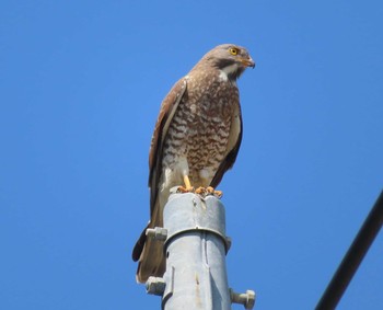 Grey-faced Buzzard Hijiotaki Mon, 3/15/2021