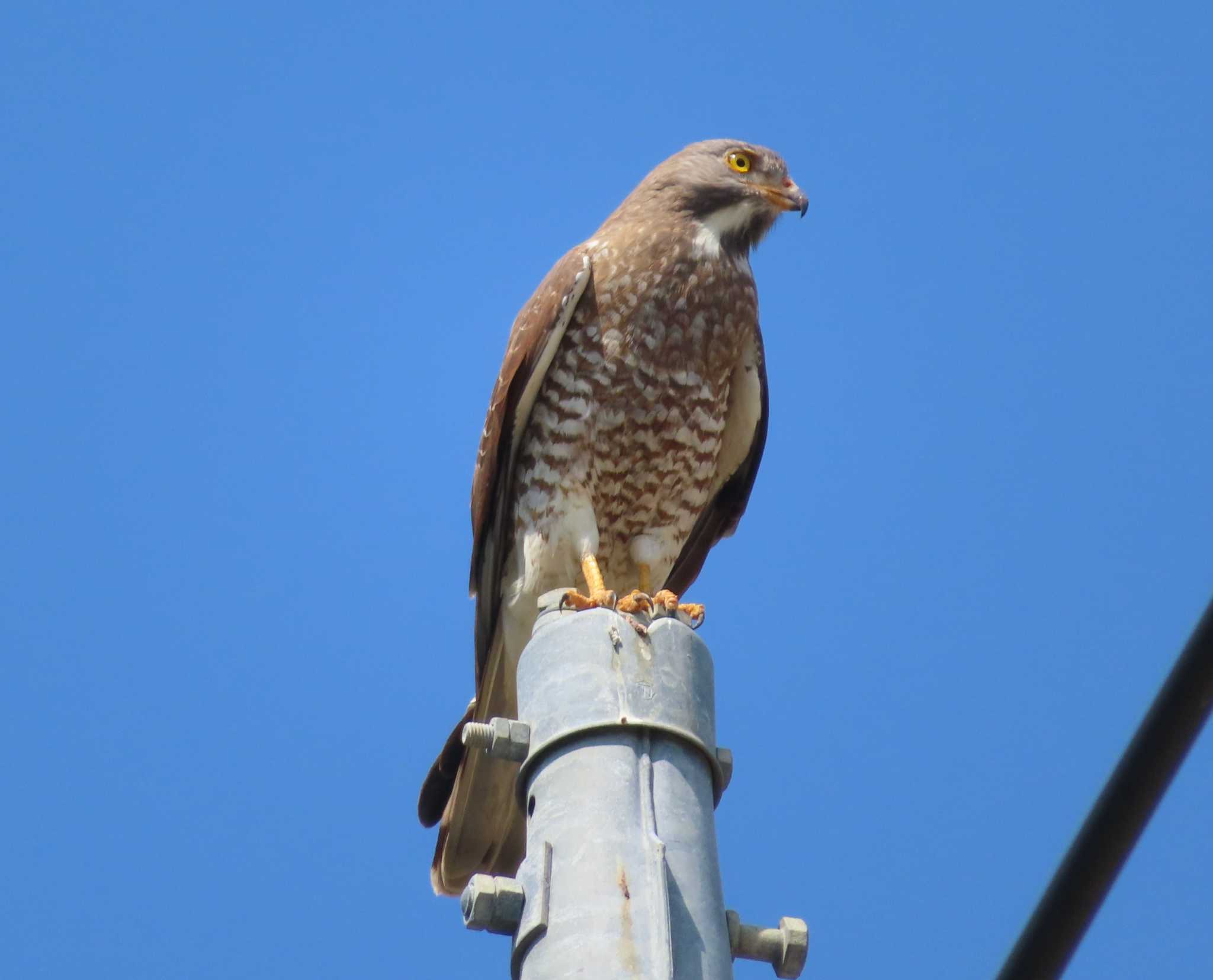 Photo of Grey-faced Buzzard at Hijiotaki by ゆ