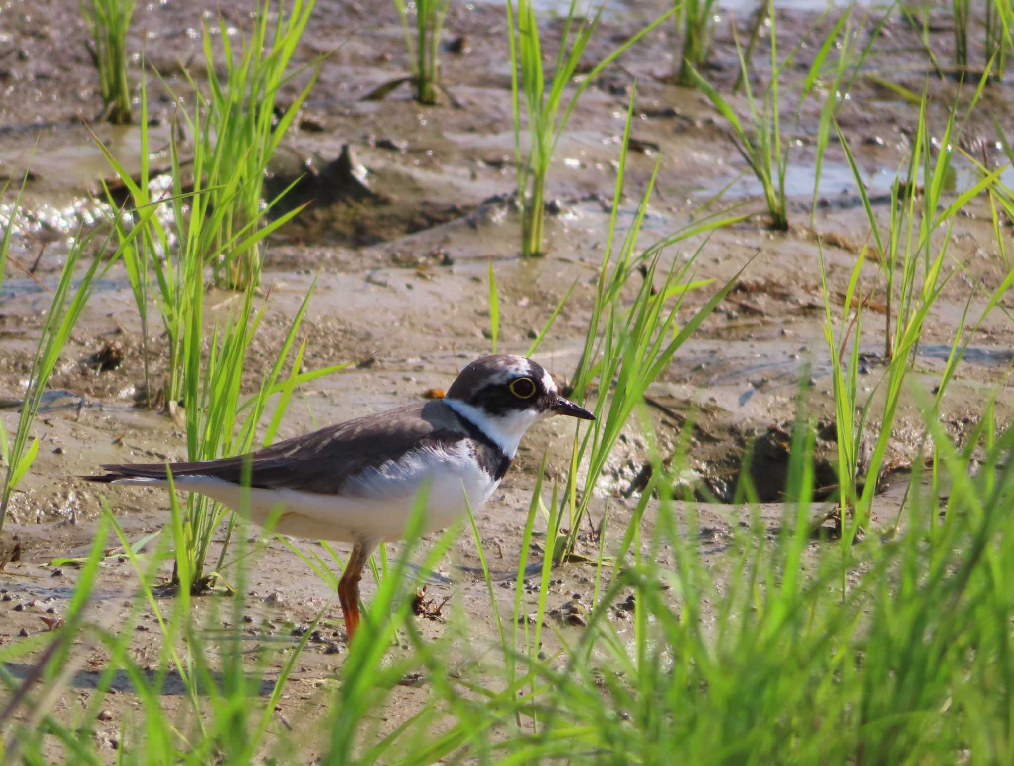 Photo of Little Ringed Plover at Hijiotaki by ゆ