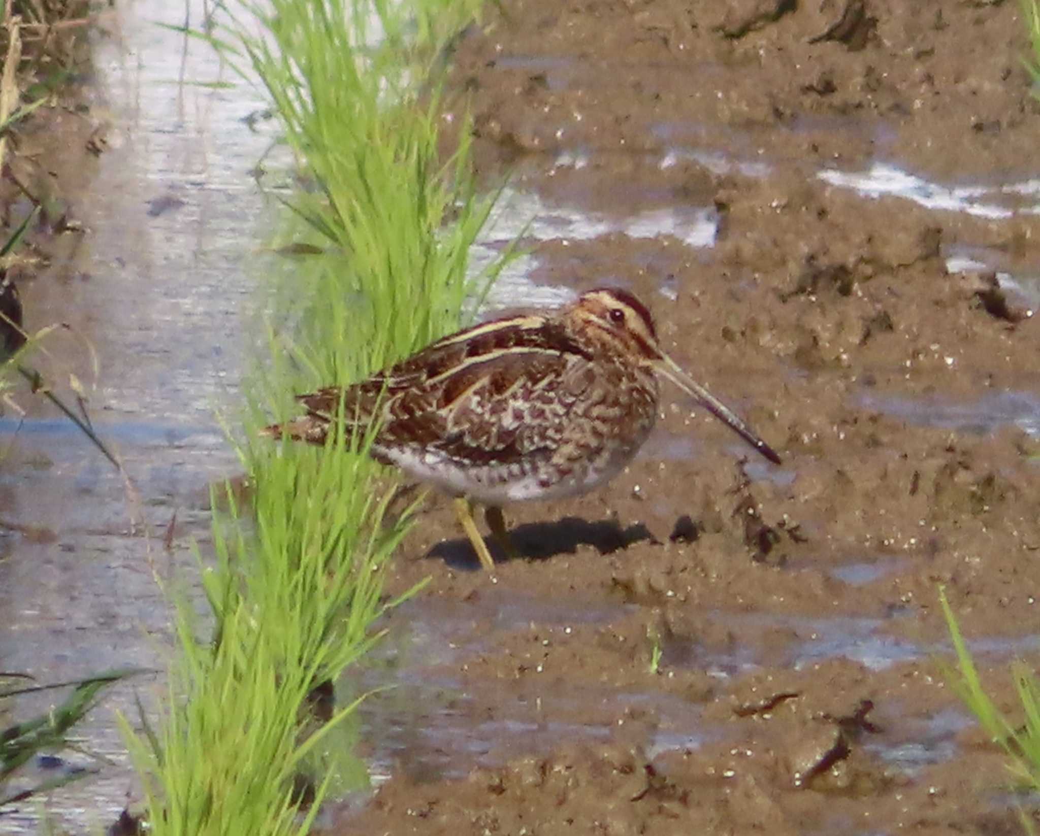 Photo of Common Snipe at Hijiotaki by ゆ