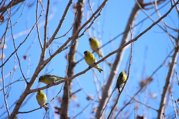 Eurasian Siskin 霞ヶ浦 Sun, 3/14/2021