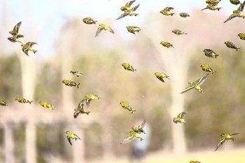 Eurasian Siskin 霞ヶ浦 Sun, 3/14/2021