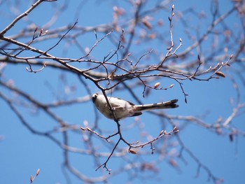 Long-tailed Tit 稲城市 Mon, 3/15/2021