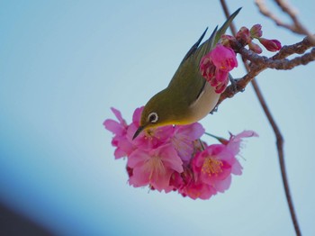 Warbling White-eye 稲城市 Mon, 3/15/2021