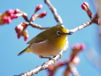 Warbling White-eye 稲城市 Mon, 3/15/2021