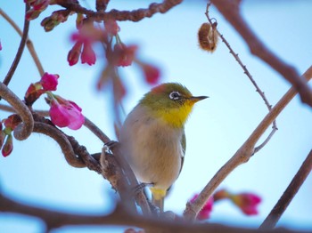 Warbling White-eye 稲城市 Mon, 3/15/2021