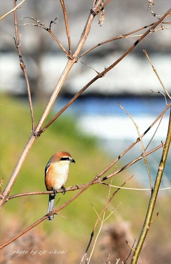 Bull-headed Shrike 愛知郡境川 Mon, 1/2/2017