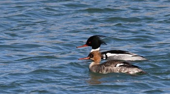 Red-breasted Merganser 北海道　茂辺地漁港 Sun, 3/15/2020