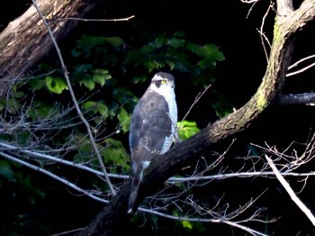 Eurasian Goshawk Unknown Spots Sun, 3/14/2021