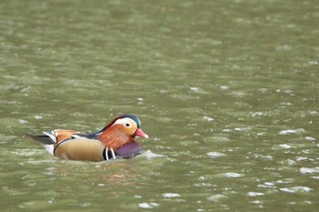 Mandarin Duck いわき市 Sun, 3/14/2021