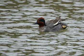 Eurasian Teal いわき市 Sun, 3/14/2021