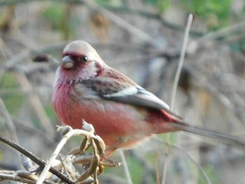 Siberian Long-tailed Rosefinch Kitamoto Nature Observation Park Sun, 3/14/2021