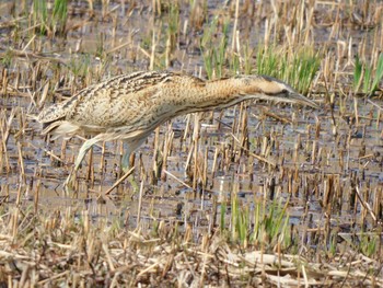 サンカノゴイ 奈良県 2021年3月15日(月)