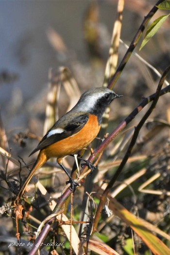 Daurian Redstart 愛知郡境川 Mon, 1/2/2017