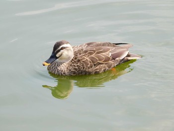 カルガモ 奈良県 2021年3月15日(月)