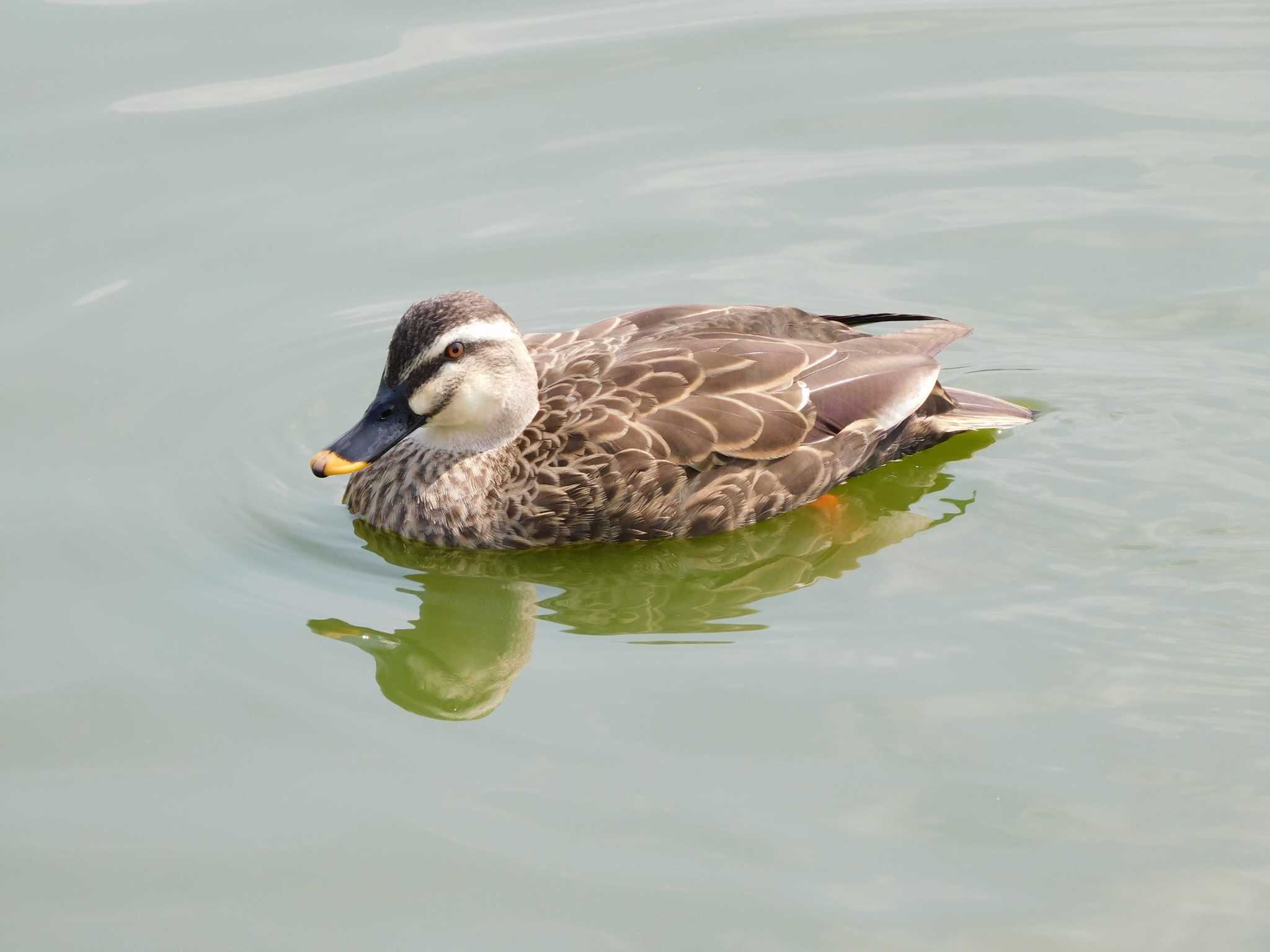 奈良県 カルガモの写真 by mkmole