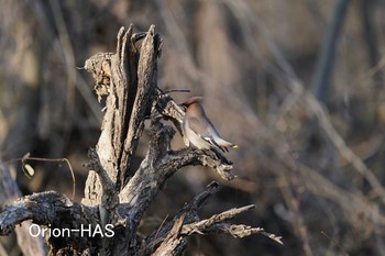 Bohemian Waxwing 東京都多摩地域 Wed, 2/24/2021