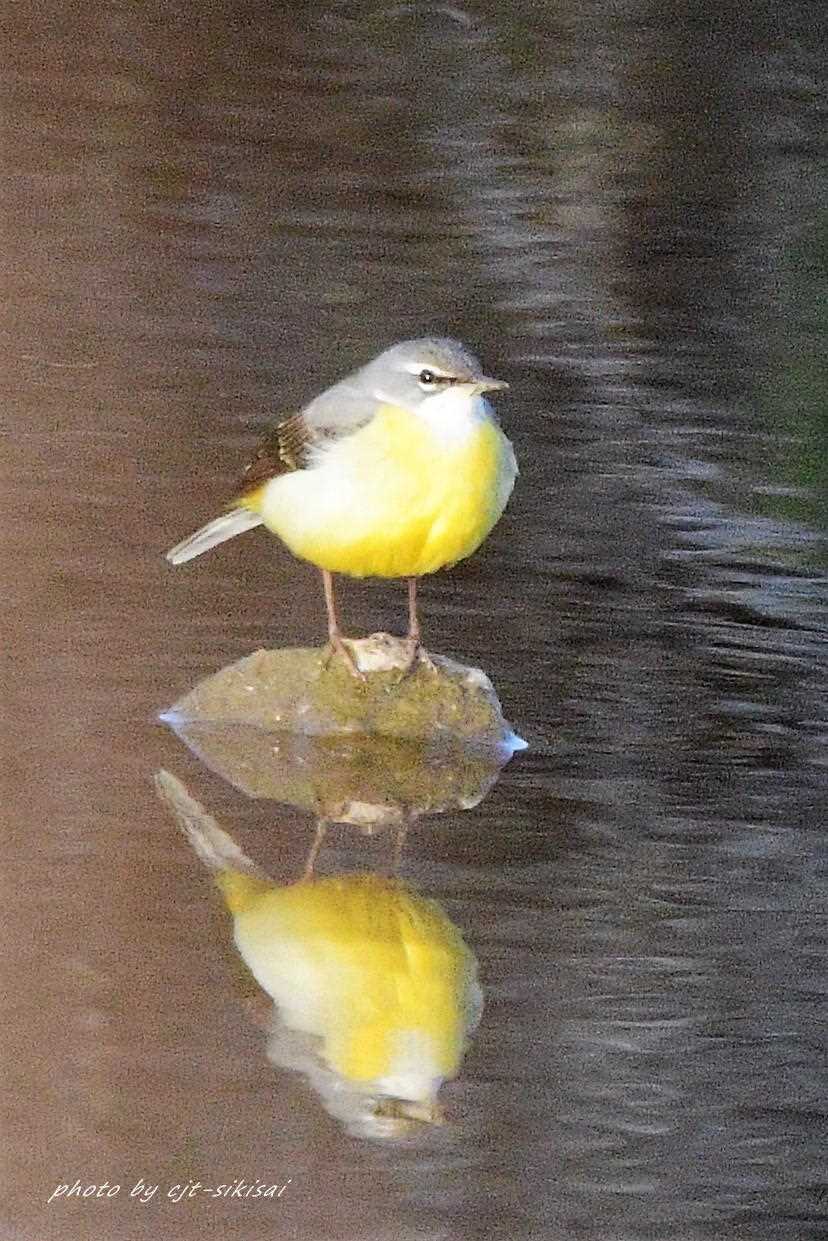 愛知郡境川 キセキレイの写真