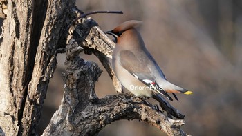 Bohemian Waxwing 東京都多摩地域 Wed, 2/24/2021